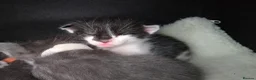 Oriental cats for sale: MAINE COON x ORIENTAL SHORTHAIR - Advert 14