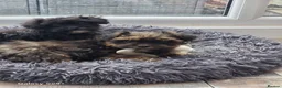 Shihpoo dogs for sale: Beautiful litter of shihpoo/schoodles  - Advert 2