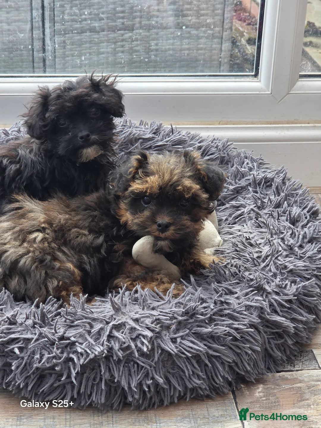 Shihpoo dogs for sale: Beautiful litter of shihpoo/schoodles  - Advert 2