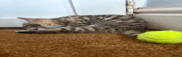 Savannah cats for sale: Savannah kittens  in Taunton - Advert 6