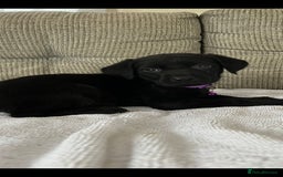 Labrador Retriever dogs for sale: Labador puppies  - Image 7