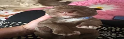 Bedlington Terrier dogs for sale: KC bedlington terrier pups 1 girl & 1 boy  - Advert 11