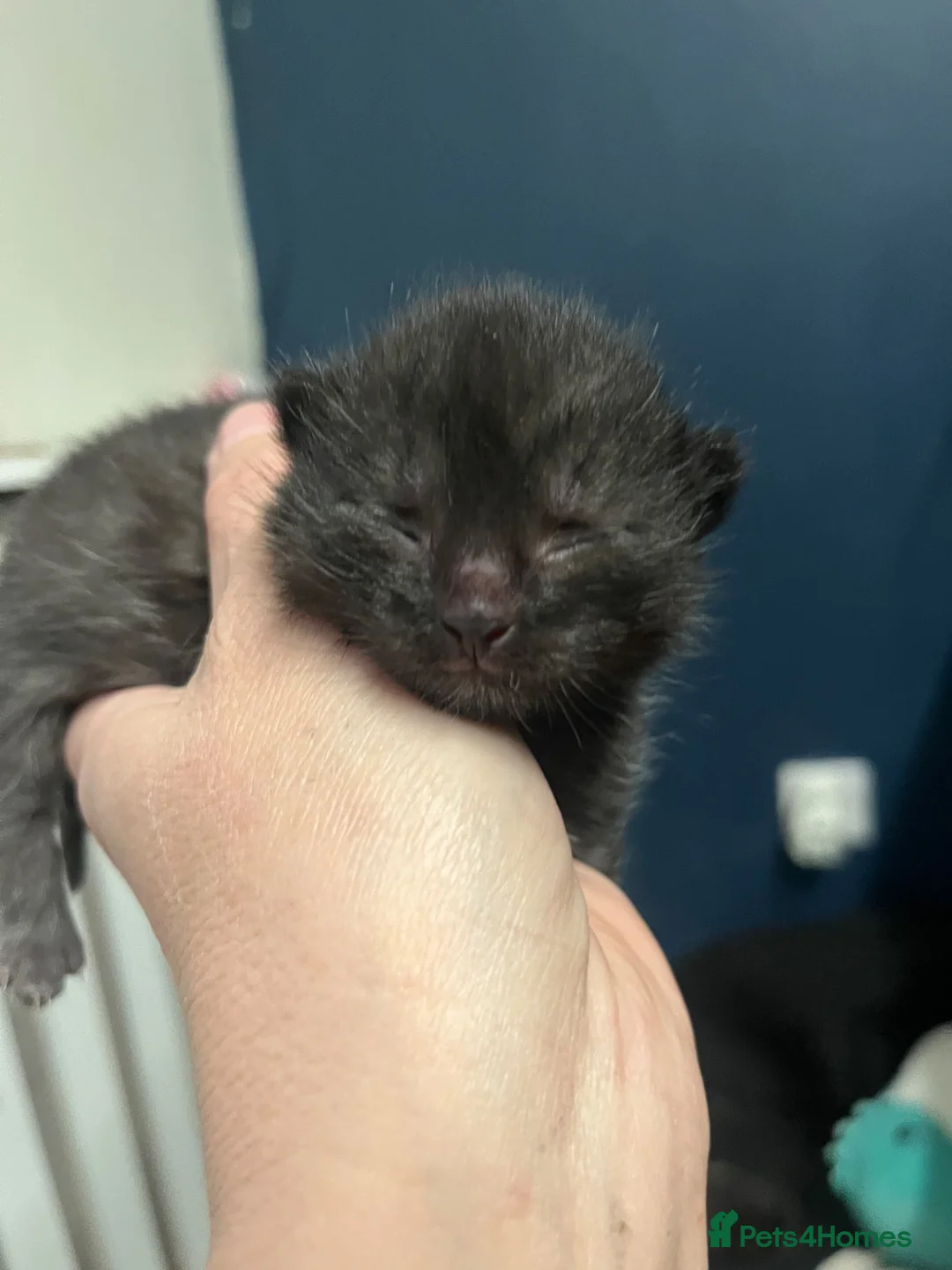 Mixed Breed cats for sale: Gorgeous kittens  - Advert 12
