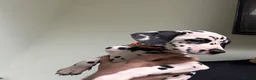 Dalmatian dogs for sale: **4 Left** Dalmatian Pups ready now - Advert 6
