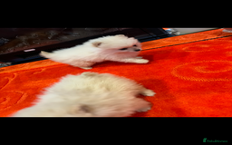 Pomeranian dogs for sale: 2 Miniature Pomeranian Puppies - Advert 4