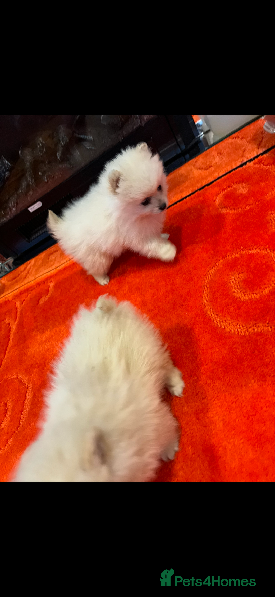 Pomeranian dogs for sale: 2 Miniature Pomeranian Puppies - Advert 4