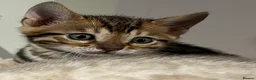 Bengal cats for sale: Beautiful pedigree bengal cats  - Advert 4