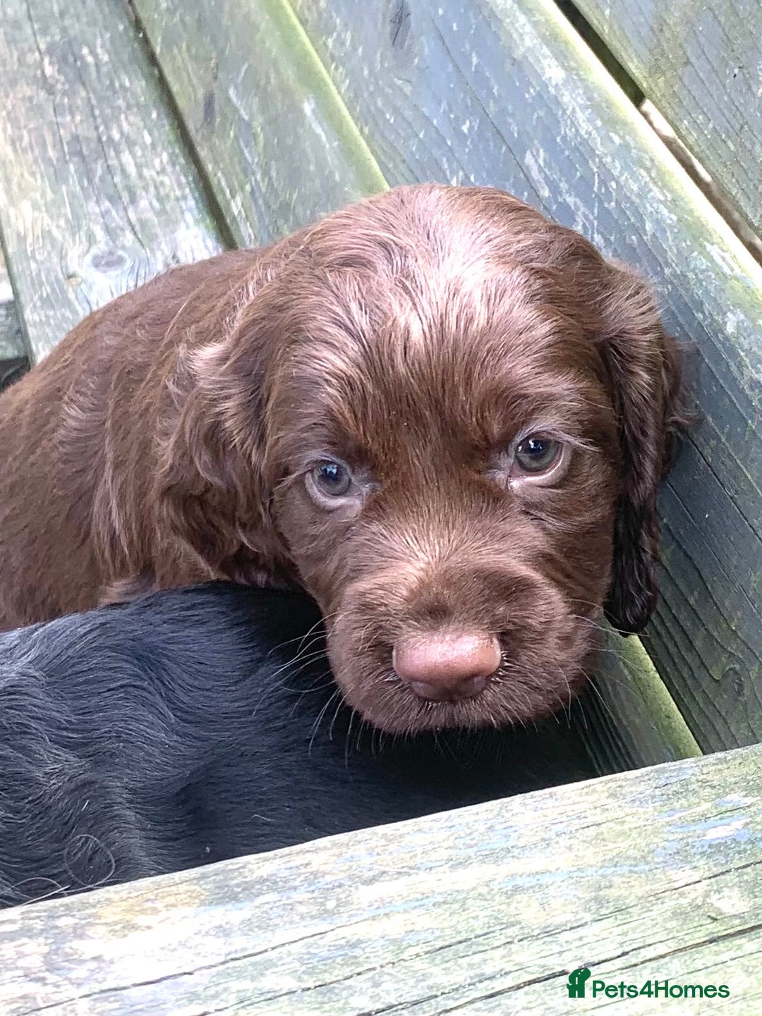Cocker Spaniel dogs for stud: Boris (Bryn Rhos Major) for stud in Ammanford - Advert 9
