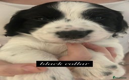 Sprocker dogs for sale: Sprocker puppies. Ready to leave 10th October.  - Image 20
