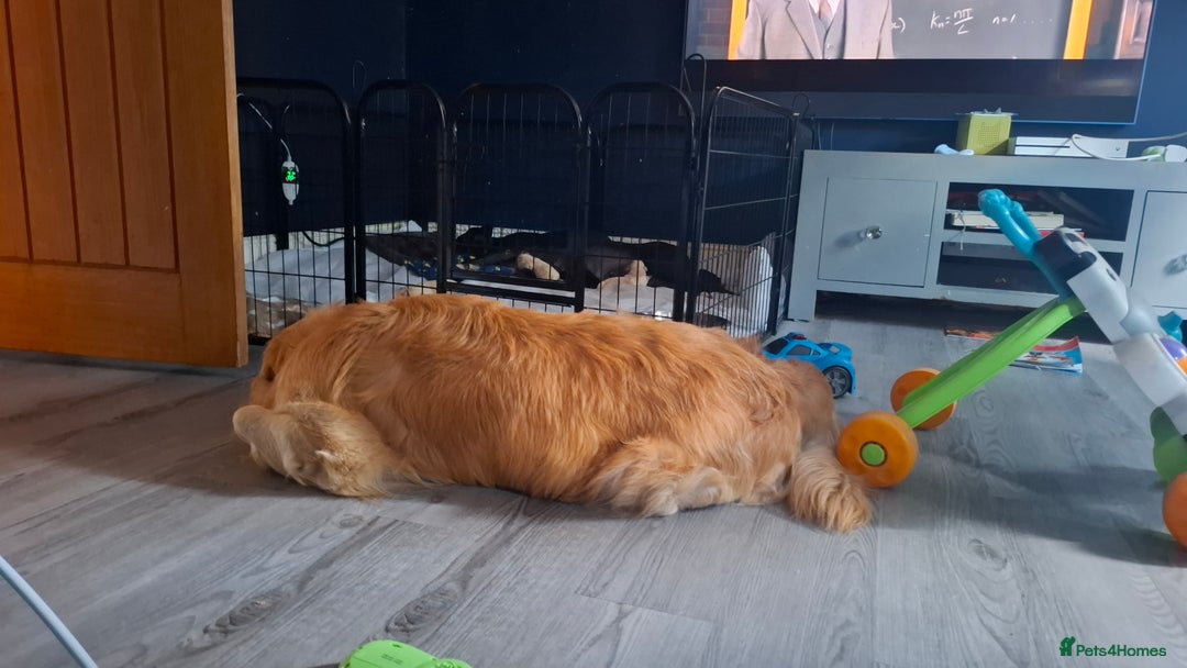 Mixed Breed dogs for sale: Canecorxer cross golden retriever  - Image 15