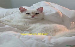 Ragdoll cats for sale: Gorgeous pure breed Ragdoll kittens  - Image 9