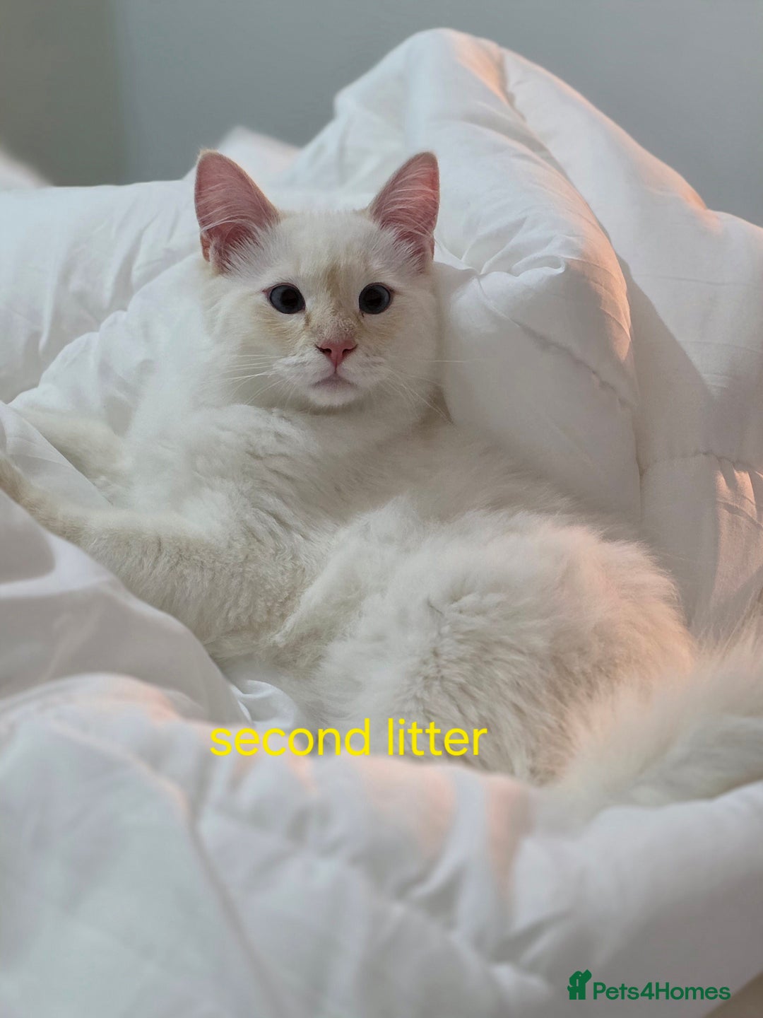 Ragdoll cats for sale: Gorgeous pure breed Ragdoll kittens  - Image 9
