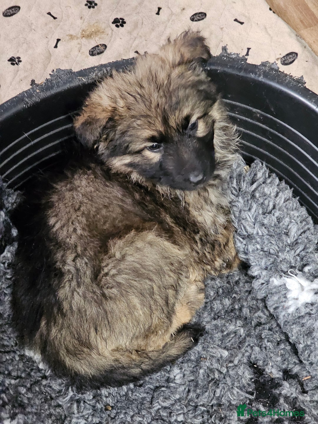 German Shepherd dogs for sale: German Shepherd puppies Kc registered  - Advert 3