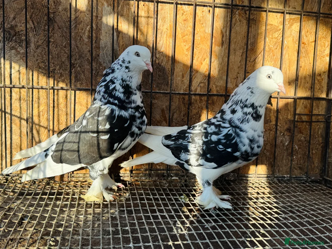 Pigeons birds for sale: SHOW TYPE WEAT OF ENGLAND TUMBLERS - Advert 1