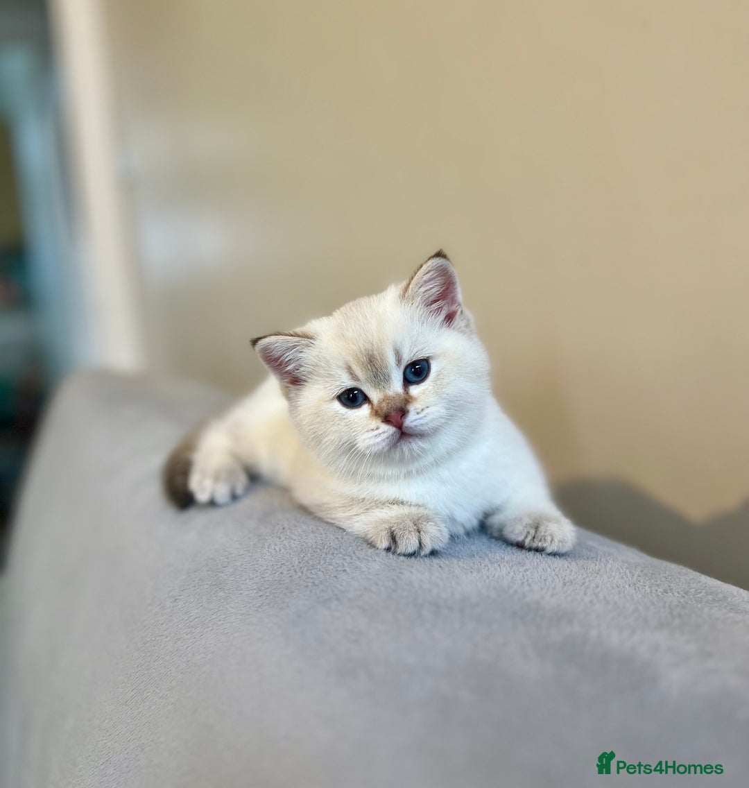 British Shorthair cats for sale: 🐾 Purebred BSH Kittens 🐾 - Advert 3