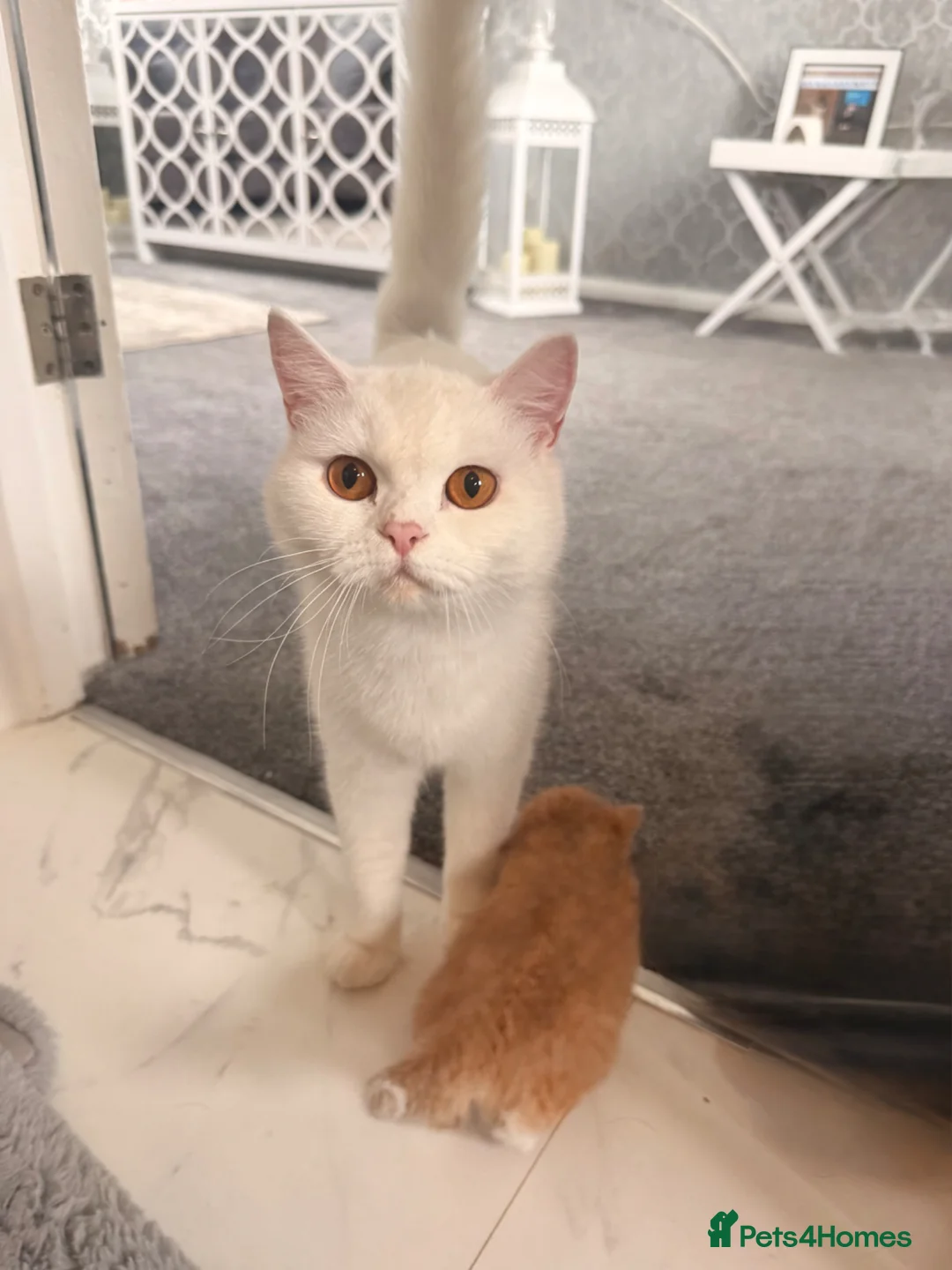 Persian cats for sale: Five beautiful Persian kittens🐾 in Goole - Advert 2
