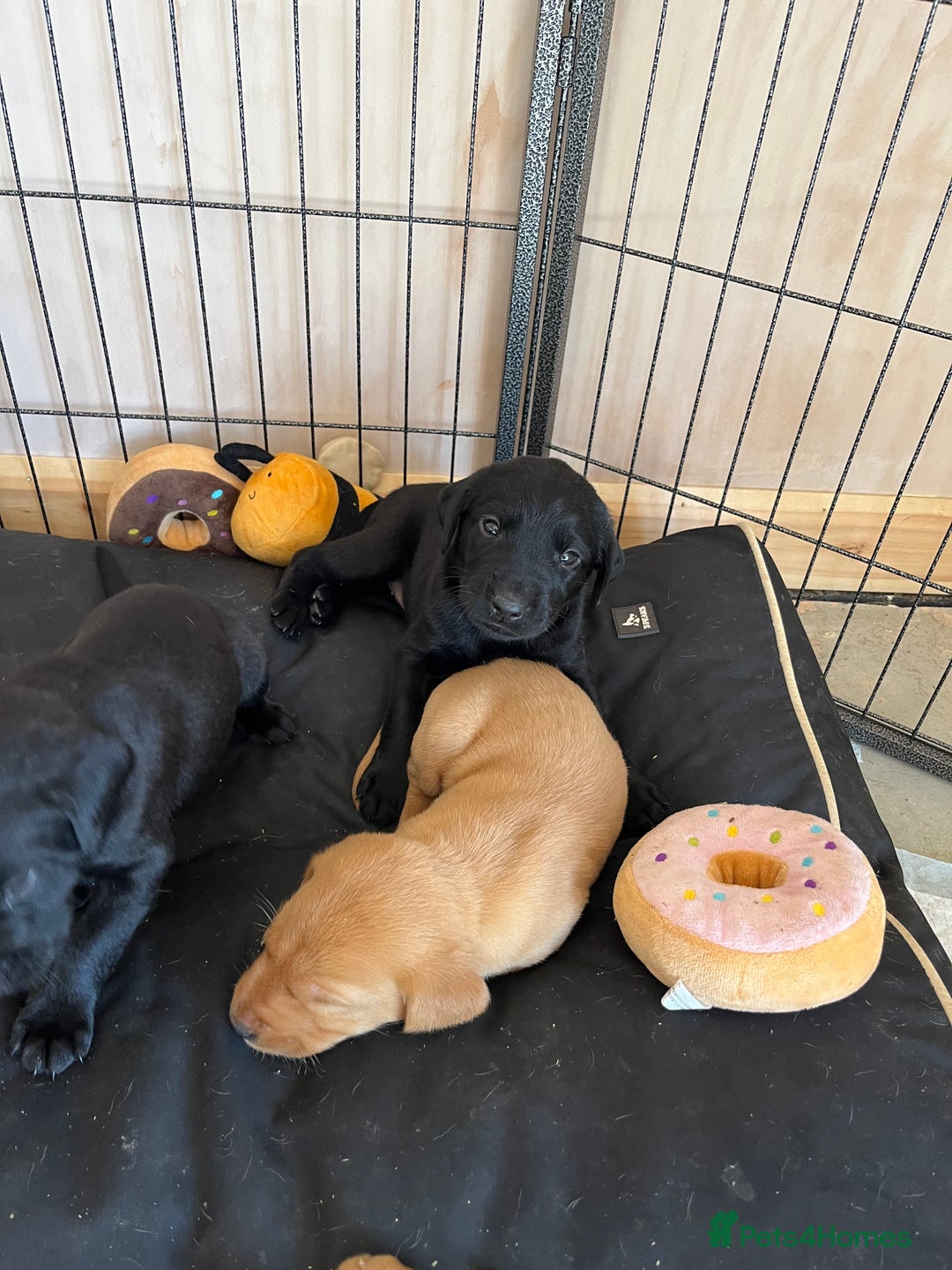 Labrador Retriever dogs for sale: Stunning fox red & black Labrador puppies  - Image 3