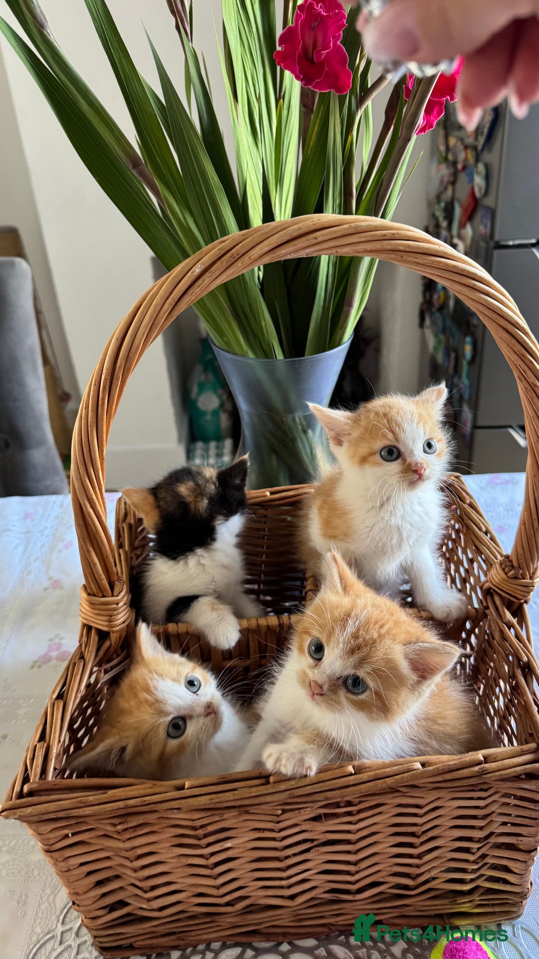 Persian cats for sale: Half Persian 3 Boys and 1 Girl  - Image 11