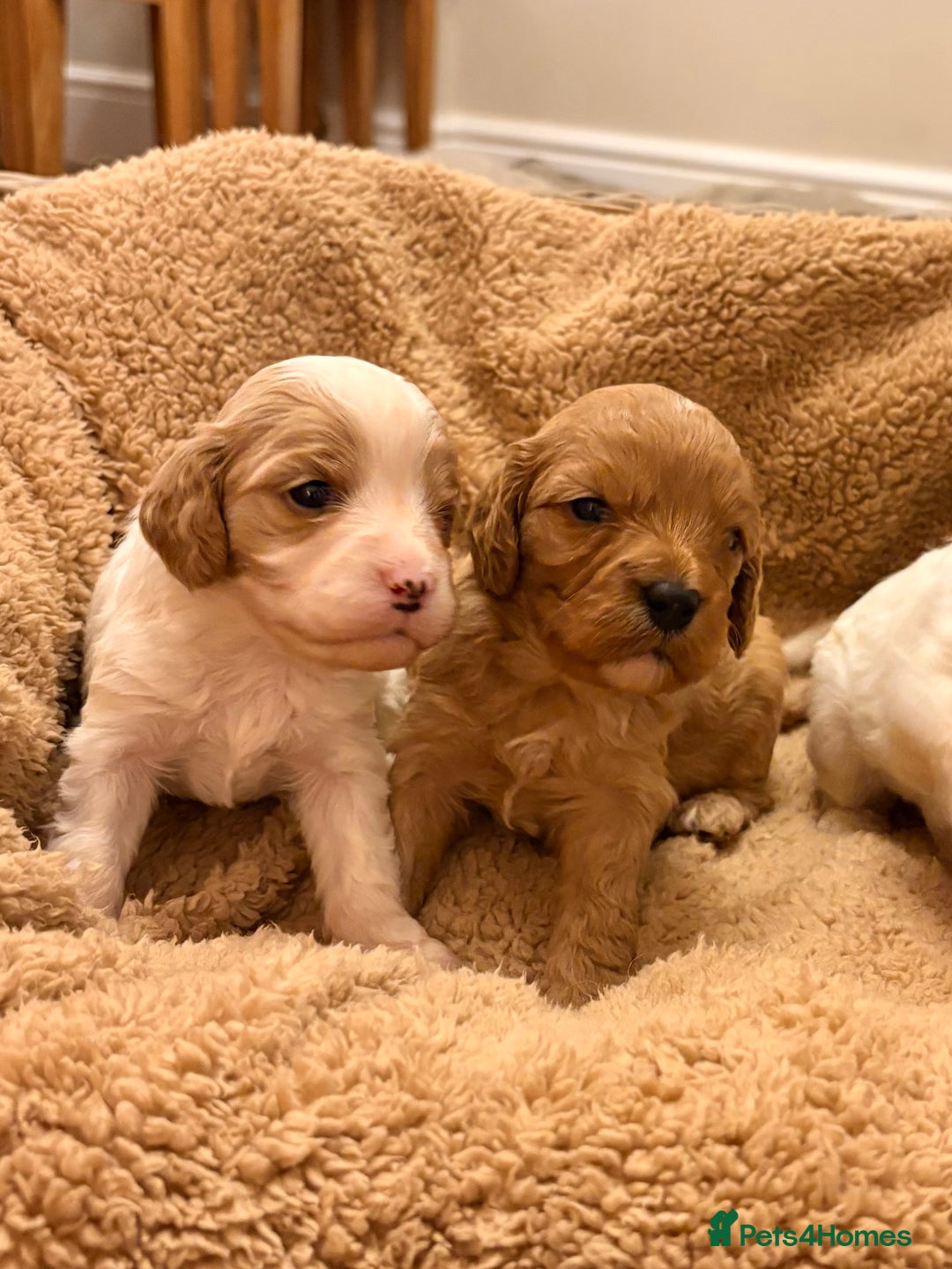 Cavapoo dogs for sale: Stunning F1 Toy Cavapoo puppies  - Advert 8