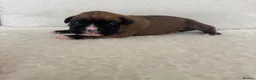 Boxer dogs for sale: KC Registered Boxer Puppies – Ready to Reserve - Advert 21