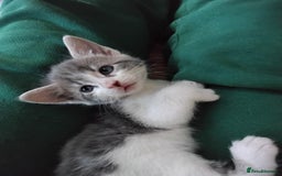 Maine Coon cats for sale: Kittens - Image 3