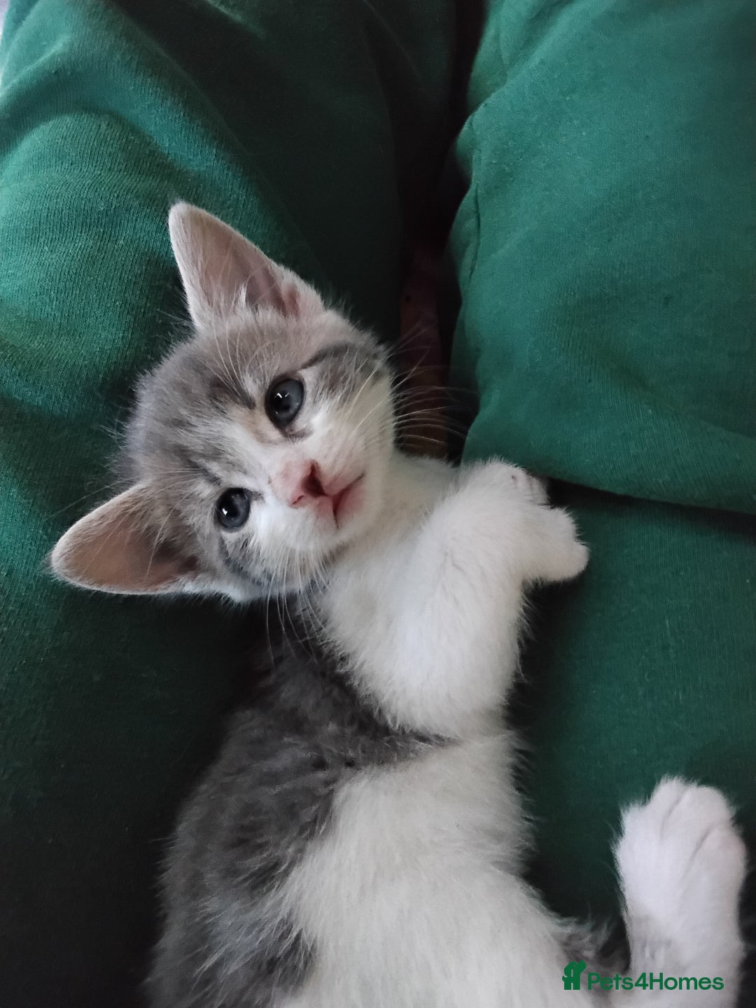 Maine Coon cats for sale: Kittens - Image 3