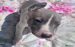 Whippet dogs for sale: Wonderful whippets 5* puppies  - Image 20