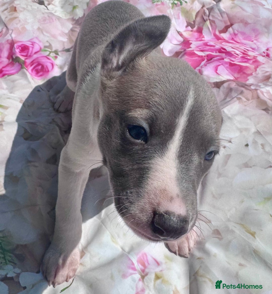 Whippet dogs for sale: Wonderful whippets 5* puppies  - Image 20