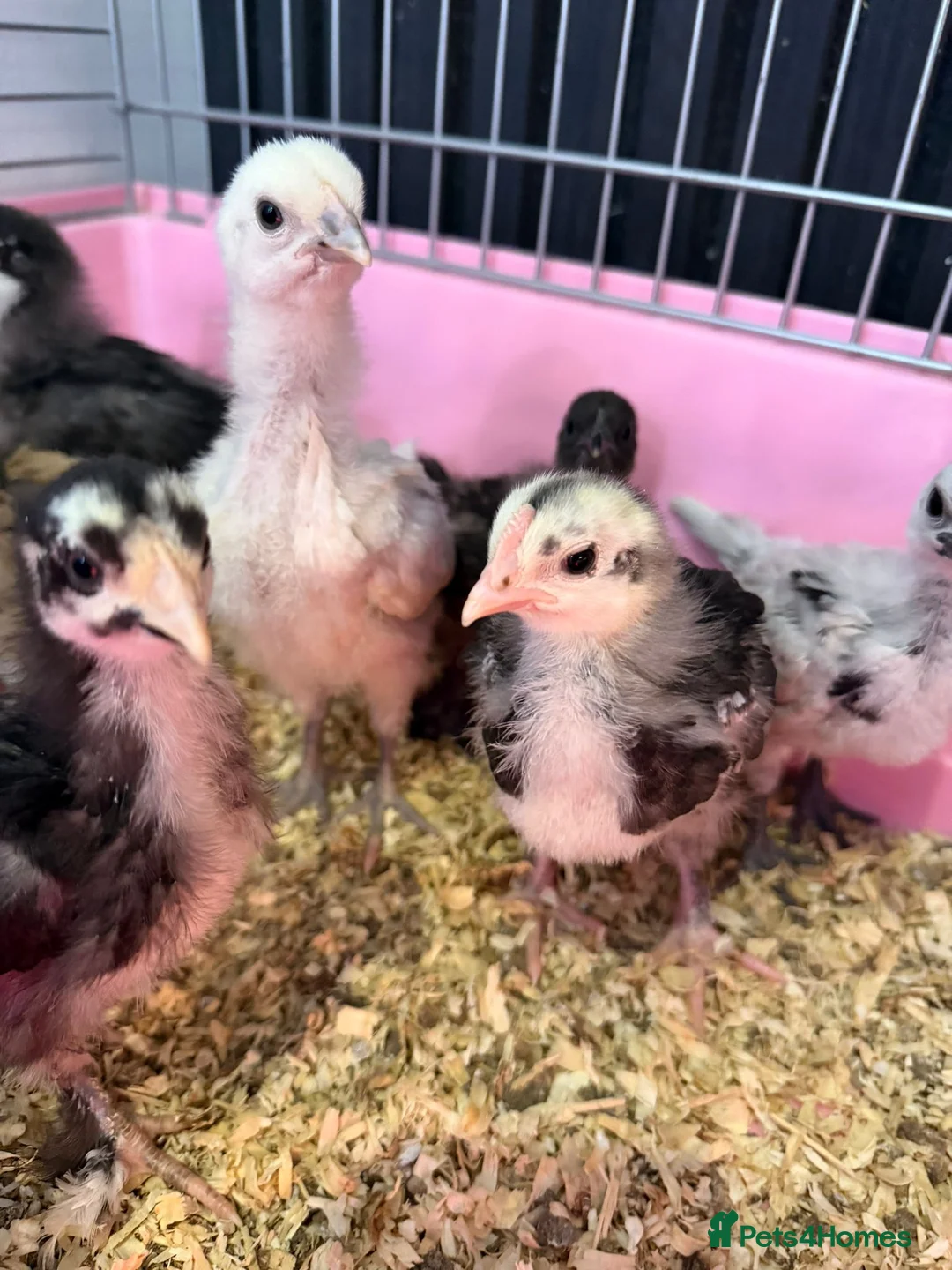 Chickens poultry for sale: 1 week to 4 weeks old chicks ,various breed  - Advert 1