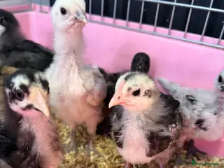 Chickens poultry 1 week to 4 weeks old chicks ,various breed - Advert 2