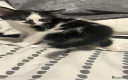 Mixed Breed cats for sale: Kittens for sale  - Image 2