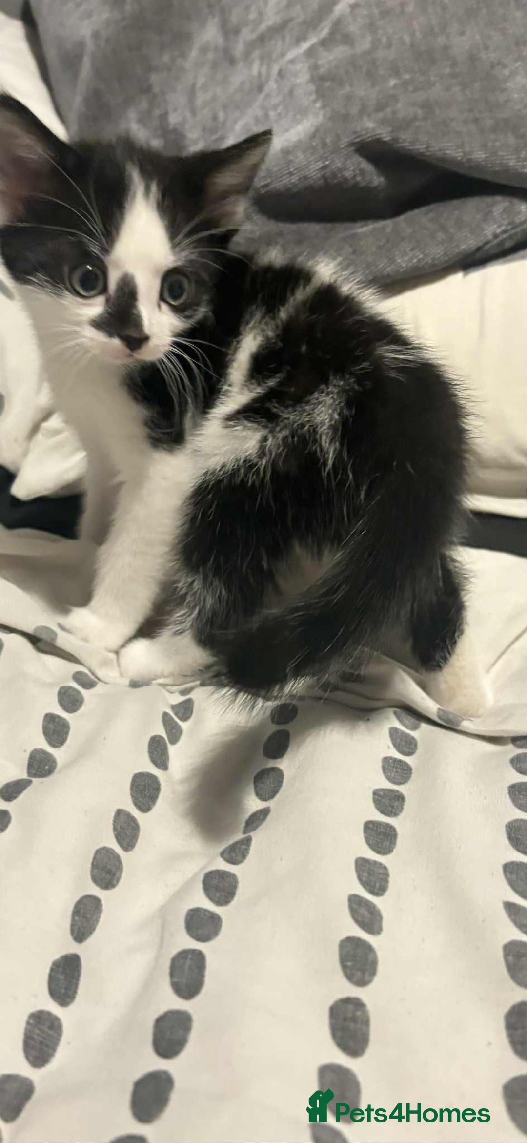 Mixed Breed cats for sale: Kittens for sale  - Image 2