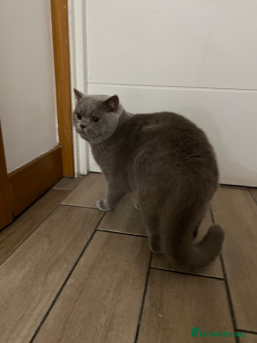 British Shorthair cats for stud: Proven stud grey - Advert 3