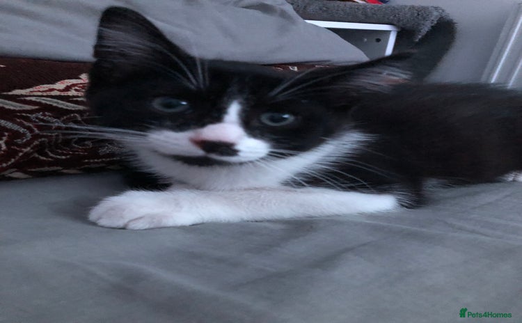 Domestic Shorthair cats - Advert 3