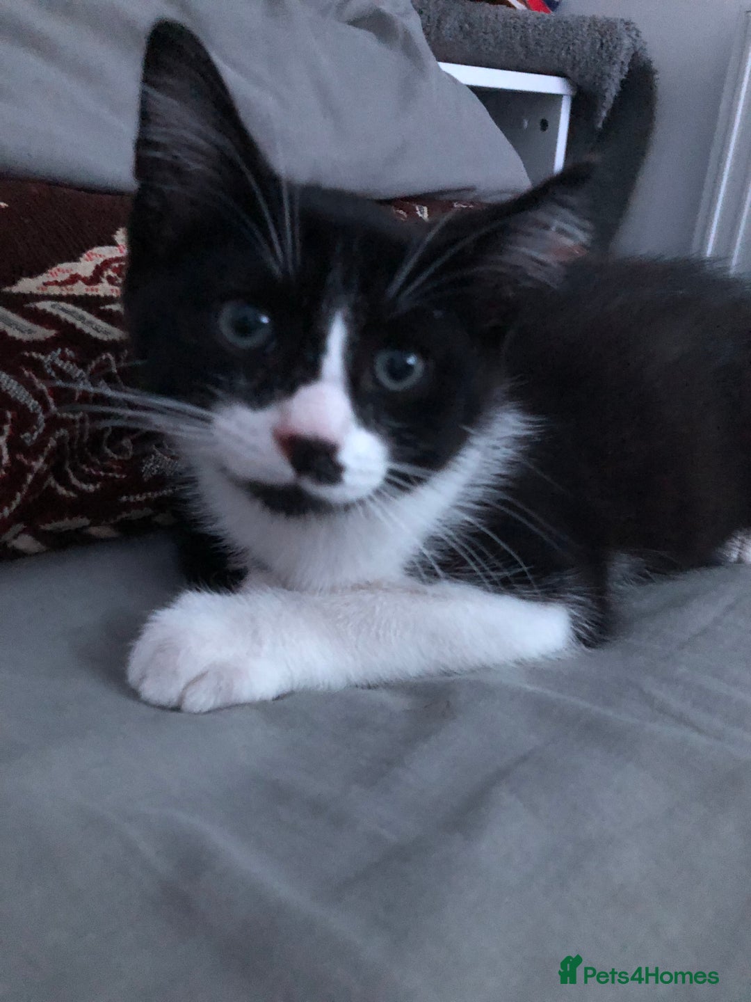 Domestic Shorthair cats for sale: Adorable Tuxedo Kitten - Looking for a Loving Home - Image 1