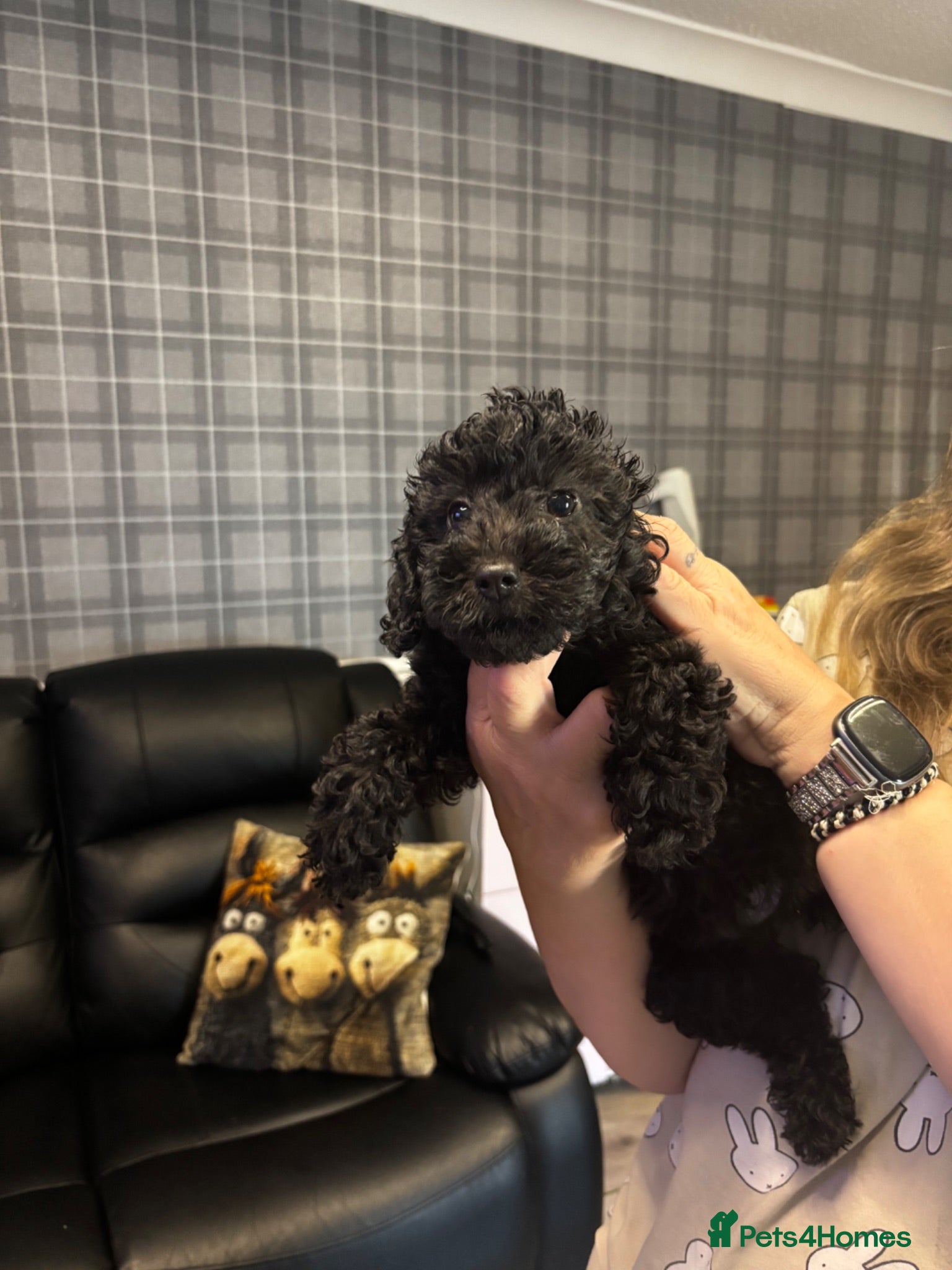 Cavapoo dogs Fb1 Cavapoos £850 dob 12 may  - Advert 2