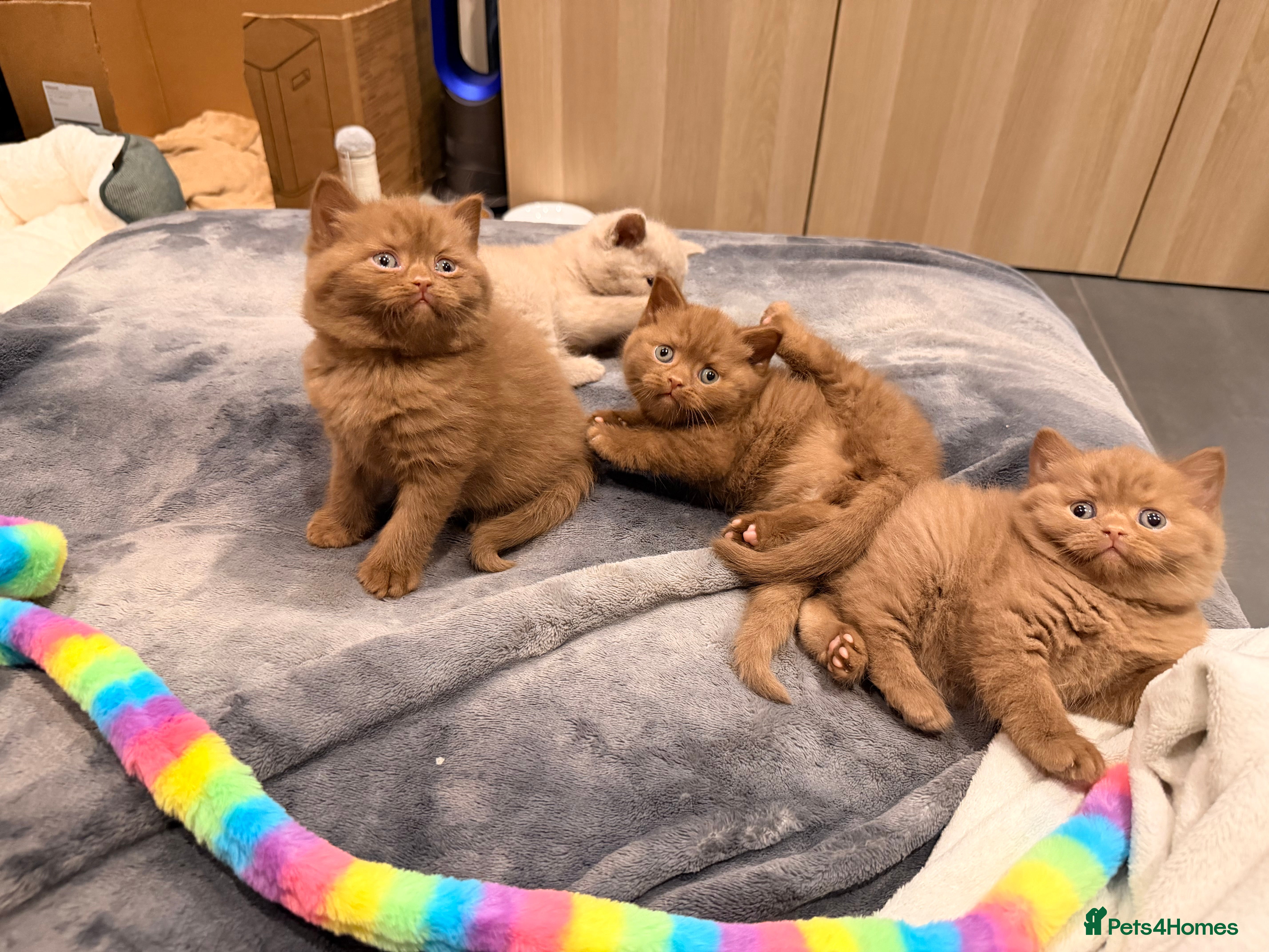 British Shorthair cats Cinnamon British shorthair kittens - Advert 16