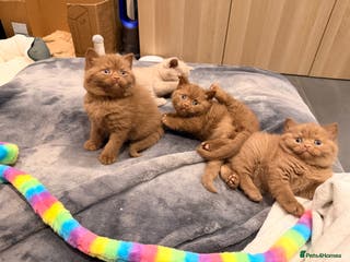British Shorthair cats Cinnamon British shorthair kittens - Advert 16