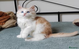 Mixed Breed cats for sale: Kittens with Mittens!! Unique Maine Coon x  - Image 4