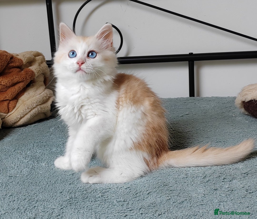 Mixed Breed cats for sale: Kittens with Mittens!! Unique Maine Coon x  - Image 4