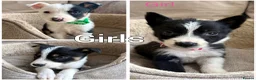 Border Collie dogs for sale: Border Collie Puppies Slate Blue & traditional. - Advert 2