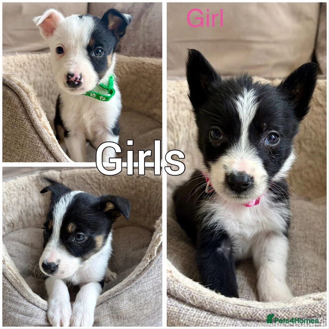 Border Collie dogs for sale: Border Collie Puppies Slate Blue & traditional. - Advert 2
