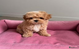 Maltipoo dogs for sale: Beautiful Best Friends Maltipoo toy puppies - Image 11