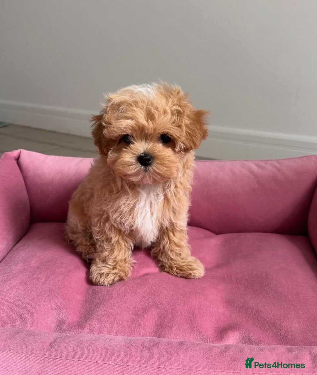Maltipoo dogs for sale: Beautiful Best Friends Maltipoo toy puppies - Image 11