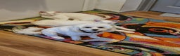 Siamese cats for sale: Flame point siamese  - Advert 7