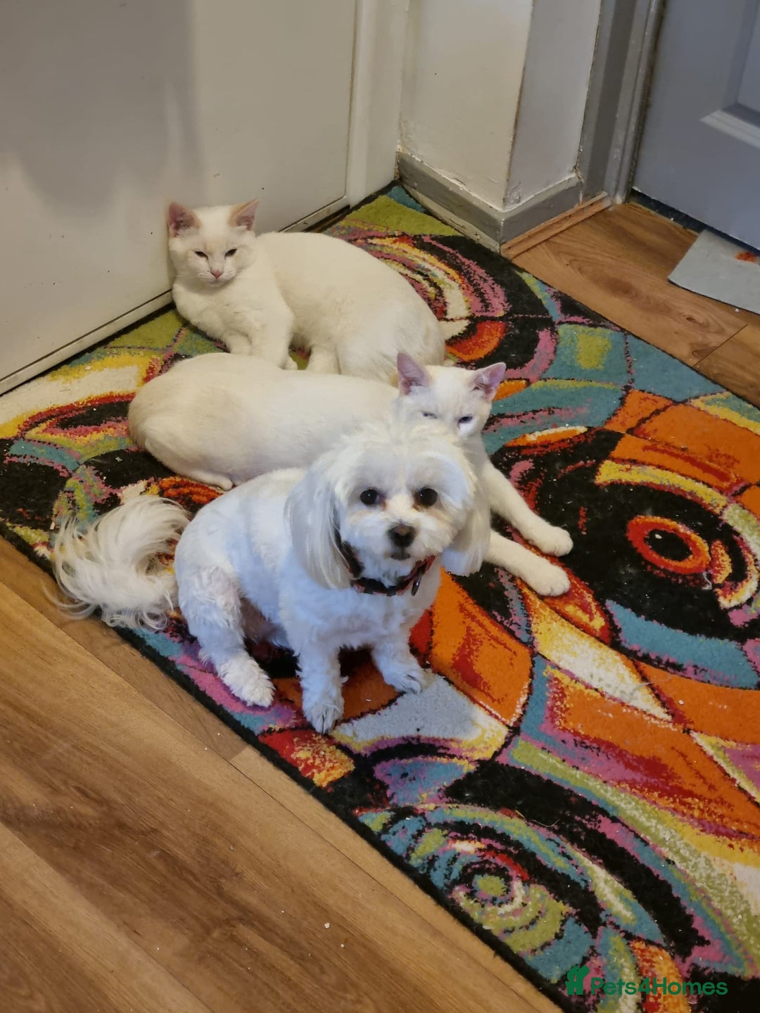 Siamese cats for sale: Flame point siamese  - Advert 7
