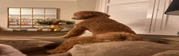 Standard Poodle dogs for sale: Beautiful Standard Poodle Puppies – Southampton  in Southampton - Advert 14