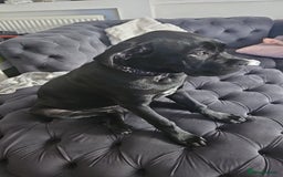 Cane Corso dogs for sale: Bella  - Image 2