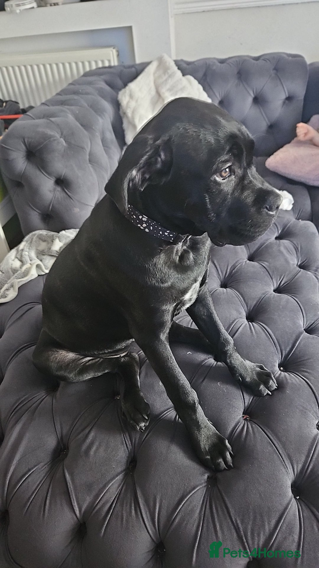 Cane Corso dogs for sale: Bella  - Image 2