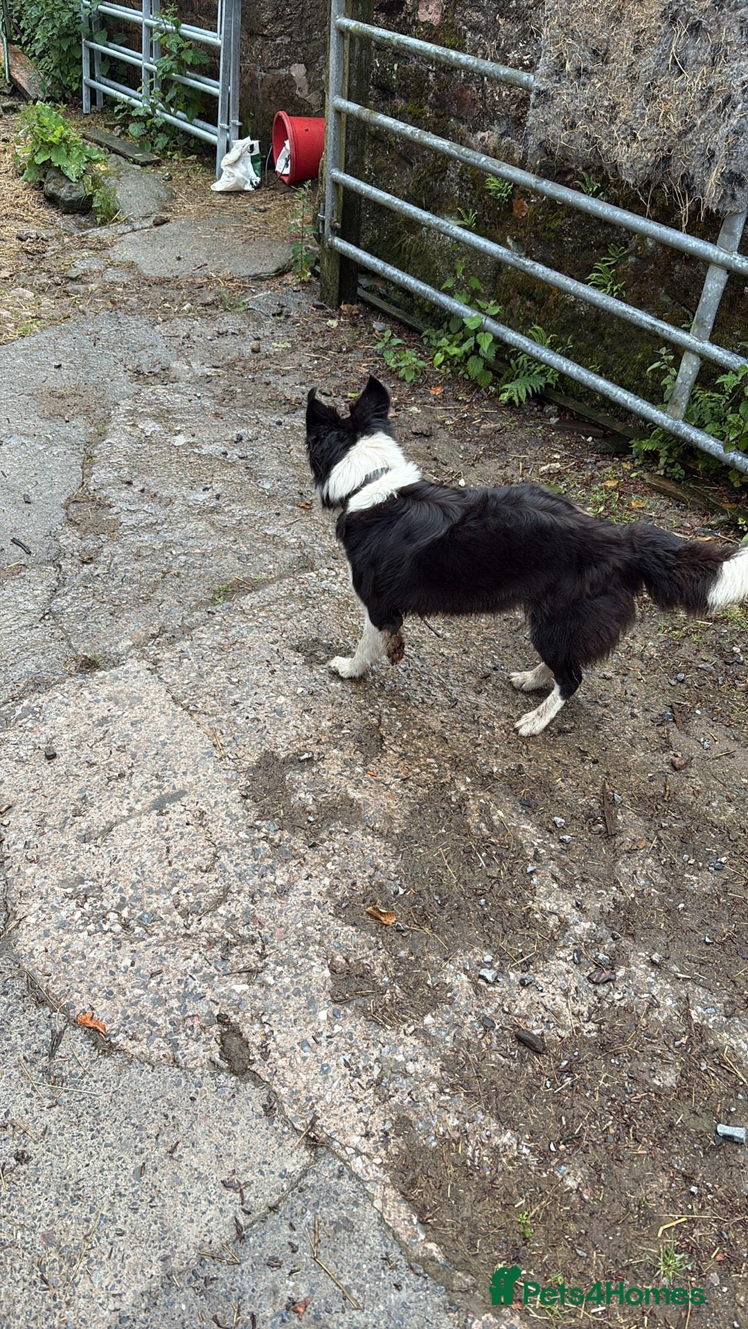 Border Collie dogs for sale: Roscoe  - Advert 6